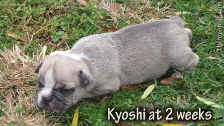 Kyoshi at 2 weeks