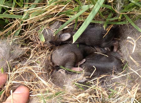 Bunnies in the yard