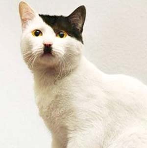 Kitler